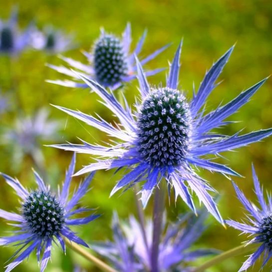 Синеголовник Барракуда (плосколистный)