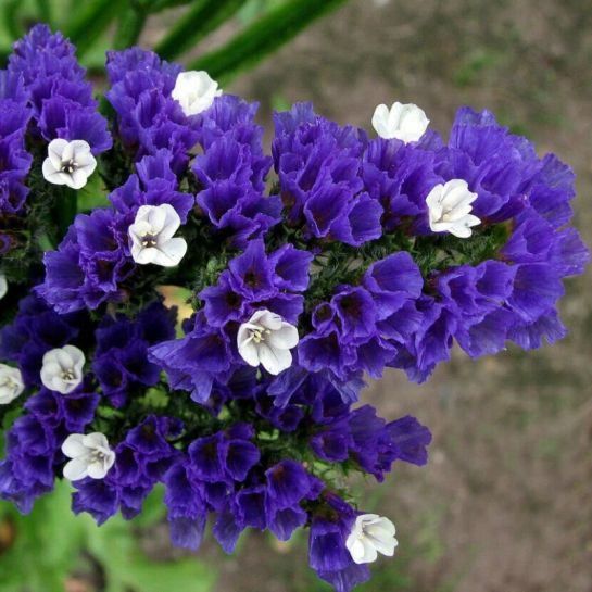 Статица Пацифик Темно-синяя