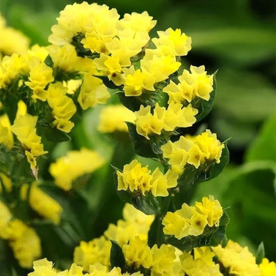 Статица Пацифик Золотисто-желтая