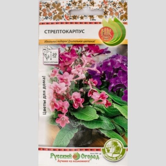 Стрептокарпус (Зеленый дом)