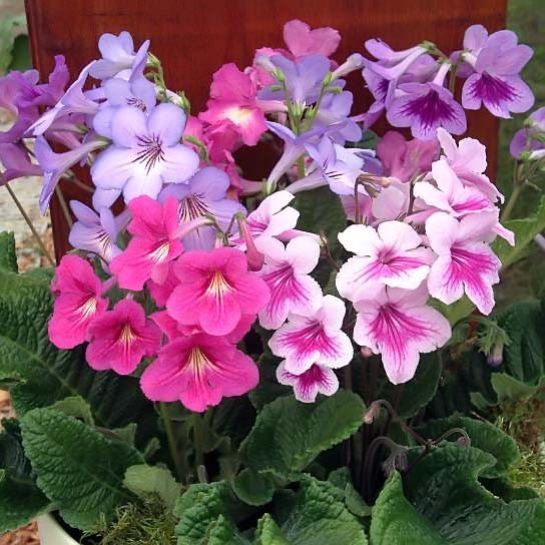 Стрептокарпус Волна (гибридный)