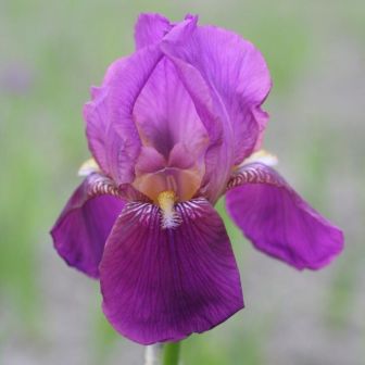 Ирис Император