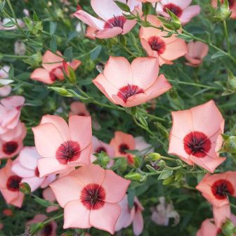 Лен Лососевый