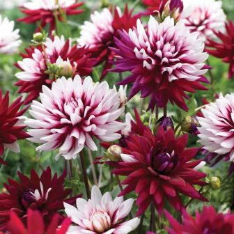 Георгина Ребекказ Уорлд