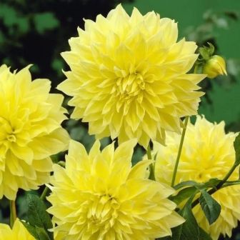 Георгина Кельвин Фладлайт