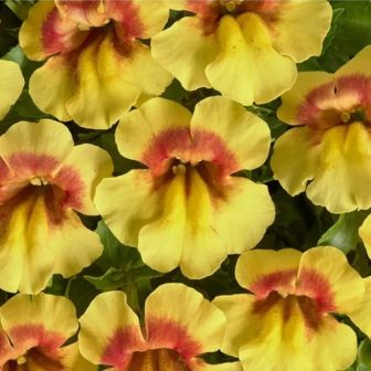 Мимулюс Медиус F1 золотистый биколор