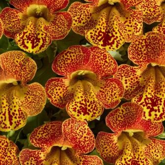 Мимулюс Медиус F1 золотое пламя