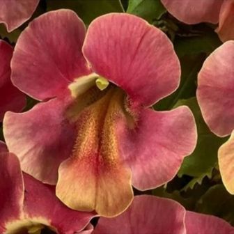 Мимулюс Медиус F1 малиновая пастель