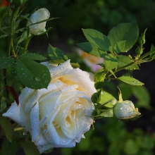 Роза Многоцветковая Белая (большой пакет) - Семена Тут
