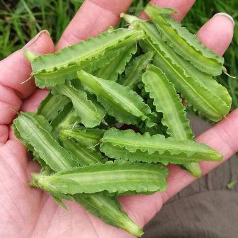 Горох Здоровая еда спаржевый