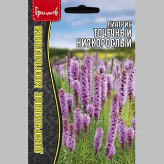 Лиатрис Точечный низкорослый (большой пакет)