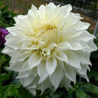 Георгина Уайт Перфекшн