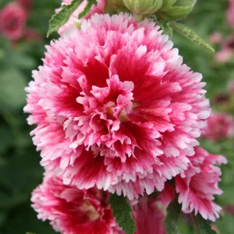 Мальва Фиеста Тайм F1