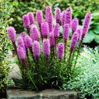 Лиатрис Кобольд колосковый