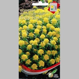 Молочай Вудсток многоцветный