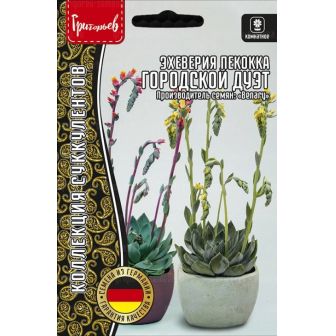 Эхеверия Городской Дуэт пекокка (Urban Yellow, Orange) (большой пакет)