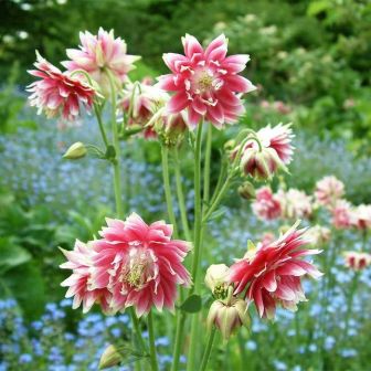 Аквилегия гибрид МакКаны Нора Барлоу