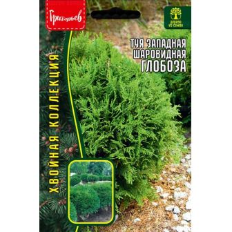 Туя Глобоза западная (большой пакет)