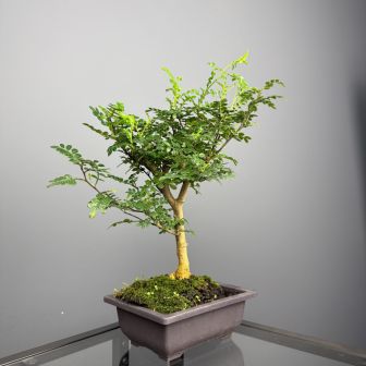 Японское Перечное Дерево (Зантоксилум, Сычуаньский перец) (большой пакет)