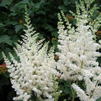 Астильба Вижнс ин Вайт