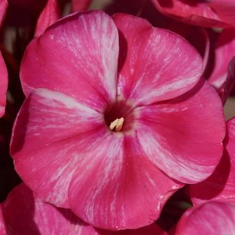 Флокс Фрекл Ред Шейдз