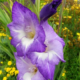 Гладиолус Нори