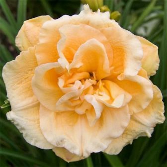 Лилейник Силоам Дабл Саксесс