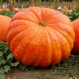Тыква Титан