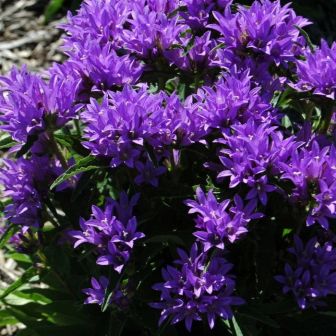 Колокольчик Флиппер (скученный)