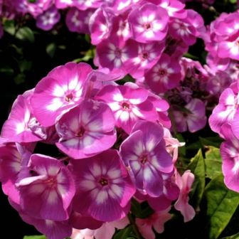 Флокс Лаура