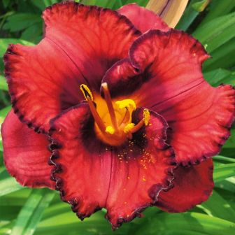 Лилейник Берилишез гибридный