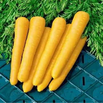 Морковь Золотистый Плов