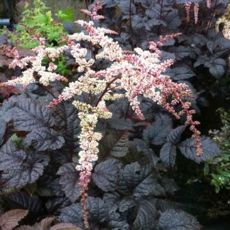 Астильба Чоколат Чогун