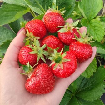 Земляника Прима Круглая (большой пакет)