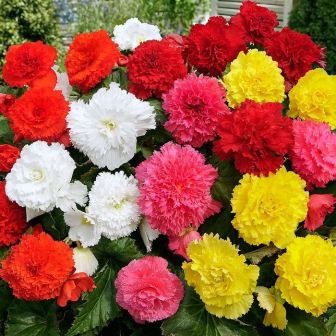 Бегония смесь окрасок бахромчатая