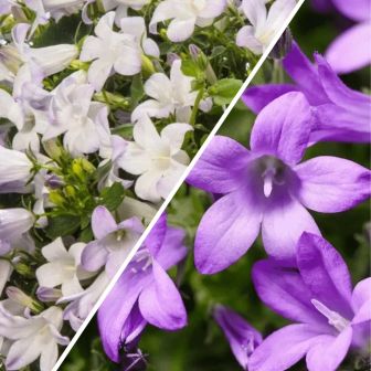 Колокольчик Клоквайз Дуэт (Clockwise White Blush, Compact Deep Blue) (большой пакет)