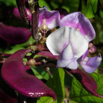 Гиацинтовые бобы Рубиновая луна