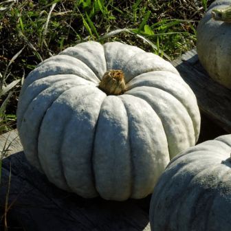 Кавбуз Гигантский (большой пакет)