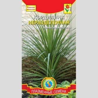 Кордилина неразделенная