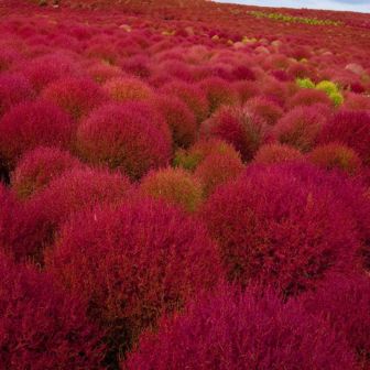 Кохия Бурнинг Буш