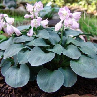 Хоста Блу Маус Ирс