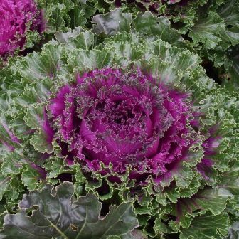 Капуста шанни пот F1 Малиновая декоративная