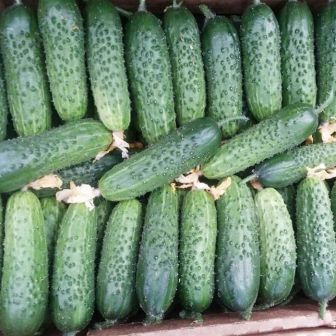 Огурец Крабики F1