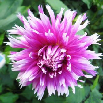 Георгина Тейбл Дансер