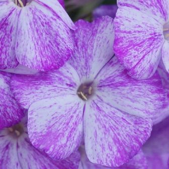 Флокс Фрекл Блу Шейдз