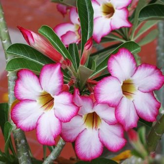 Адениум Пинк