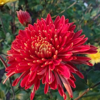 Хризантема Шапка Мономаха корейская