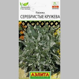 Пижма Серебристые кружева