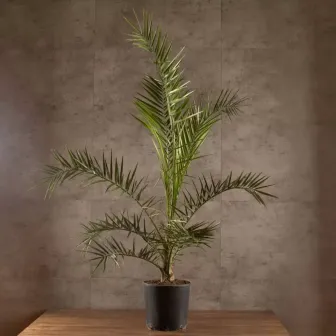 Финик канарский