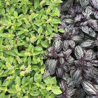 Дуэт Базилик Фиолетовый +Зеленый ароматный